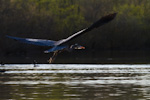 Great Blue Heron In Flight